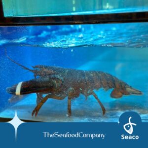 Seaco Live Boston Lobster - 400gm - 500gm