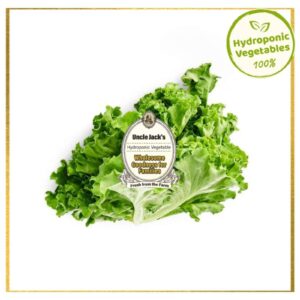 Uncle Jack's Lettuce