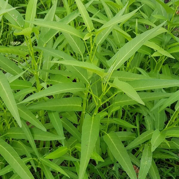 200 Kang Kong / Kangkong Seeds for Gardening / Planting / Growing