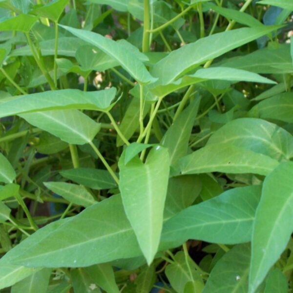 ~150 Seeds Kangkong/Water Spinach Ship in 2 days fr SG