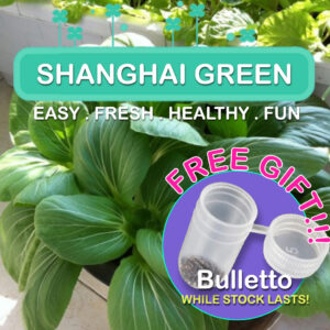 Green Pak Choi / Shanghai Green / Bok Choy Seed / Veggie Seed *Seeds from SG*