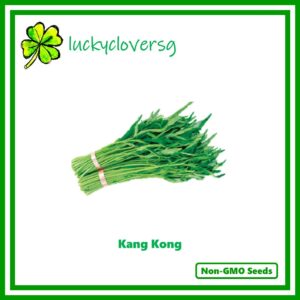 Kang Kong Seeds - Kangkong / Water Spinach