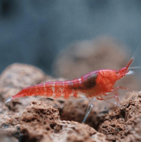 Opae Ula Shrimp (Hawaiian Super Shrimp/Volcano Shrimp/Super Shrimp/Micro Red Lobster /eco sphere shrimp/wonder land shrimps) 1 PCS