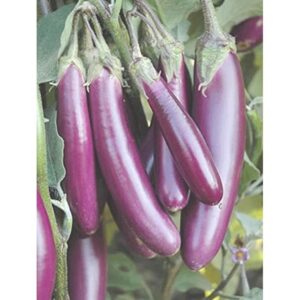 Long Purple Brinjal/Black Beauty Brinjal /Green/Traviata Italian Brinjal Eggplant Round Brinjal Eggplant Non Gmo Seeds fom Sg