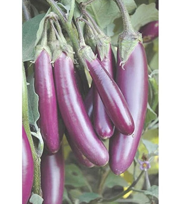 Long Purple Brinjal/Black Beauty Brinjal /Green/Traviata Italian Brinjal Eggplant Round Brinjal Eggplant Non Gmo Seeds fom Sg